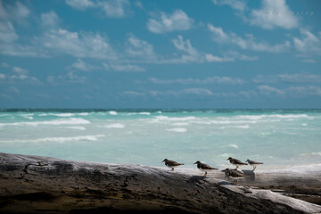 Cuba chick seagulls over a log on the beach