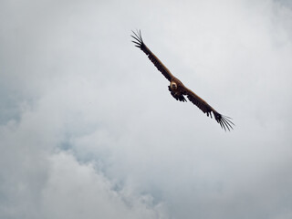 Vulture flying gliding with its wings spread among the clouds