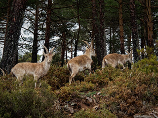 Three wild goats in freedom walking through the mountains