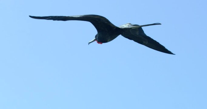 Flight of Galapagos Frigatebird beath the South American clear sky.
