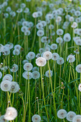 Beautiful landscape with dandelions blooming in a meadow.