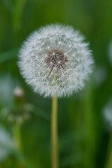 Macro shot of dandelion with visible pollen.