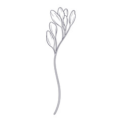 Obraz premium Hand drawn simple flower outline illustration on white background