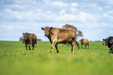 Beef cows and calves grazing on grass on a beef cattle farm in  Australia. breeds include murray grey, angus and wagyu