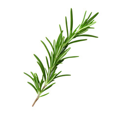Fototapeta premium Green Aromatic Rosemary Branch on Isolated Background for Cooking and Health