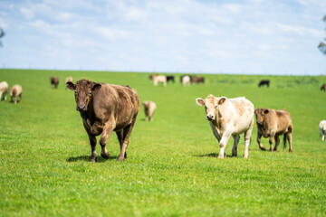 herd of big fat steers grazing on lush long green pasture in a field on a. beef cattle farm in Australia in spring, with regenerative native pasture