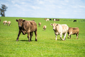 beautiful cattle in Australia  eating grass, grazing on pasture. Herd of cows free range beef being regenerative raised on an agricultural farm. Sustainable farming 