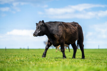 Fototapeta premium Stud Beef bulls, cows and calves grazing on grass in a field, in Australia. breeds of cattle include speckled park, murray grey, angus, brangus and wagyu on long pasture in spring and summer