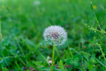 Dandelion grows among green grass. Fluffy head. Common Dandelion
