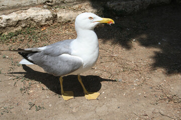 seagull in the street of old Nessebar