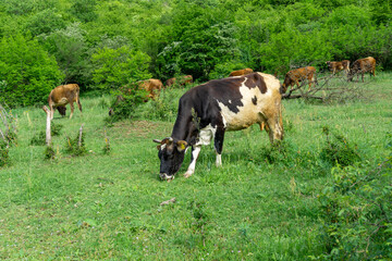 A brown and white cow grazes on the lawn. In the background there are several cows in the bushes