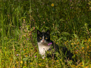 A young black and white cat looking curious laying in a spring green meadow.