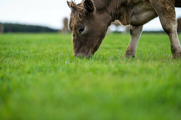 herd of big fat steers grazing on lush long green pasture in a field on a. beef cattle farm in...
