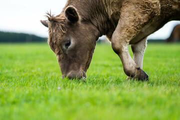 Fototapeta premium 'herd of dairy cows grazing on lush long green pasture in a field on a. beef cattle farm in Australia on a ranch