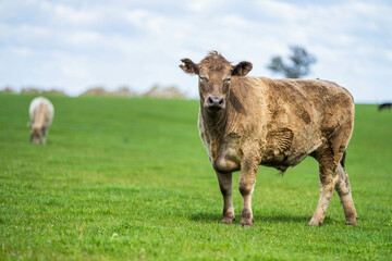 Fototapeta premium Beef cows and calves grazing on grass on a beef cattle farm in Australia. breeds include murray grey, angus and wagyu