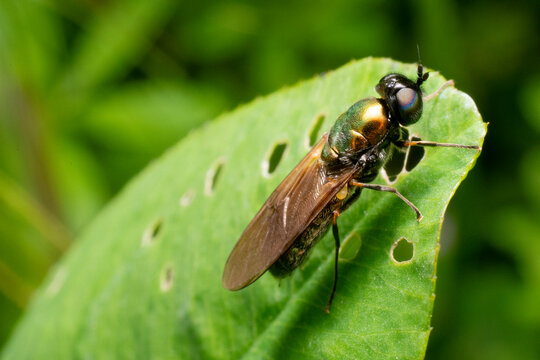 Specimen of Chloromyia formosa or soldier fly (also known as broad centurion) resting on a leaf - Powered by Adobe