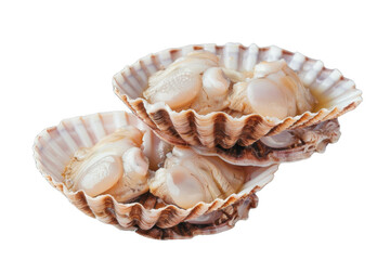 Two shells with a white center and a brown rim