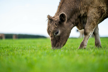 herd of cows eating grass in a field in Australia. South African holistic farm management storing carbon in soil. Growing beef and meat in spring