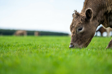 African Livestock: Regenerative Practices for a Brighter Future and Climate Resilience with Thriving Cow Populations in Vast Grasslands