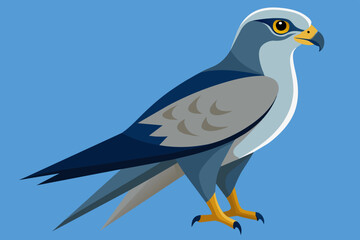 falcon bird vector illustration