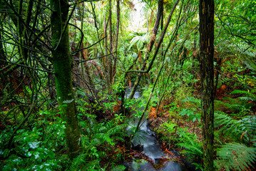 Waireinga Scenic Reserve - New Zealand