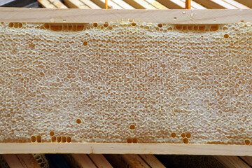 beekeeping - extracting honey from the honeycomb