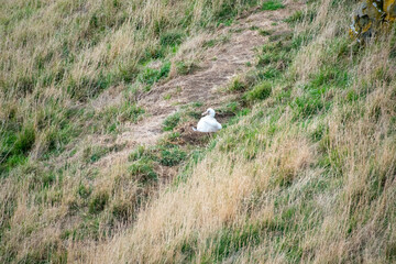 Northern Royal Albatross Chick - New Zealand