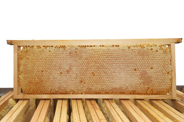 beekeeping - extracting honey from the honeycomb