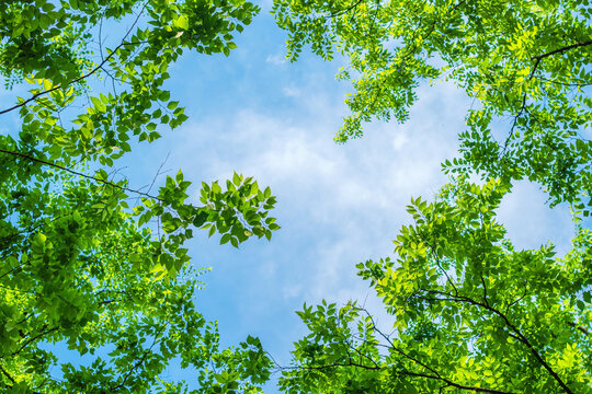 Under the lush green treetop in spring morning, beautiful scenic background of tree and branches with leaves