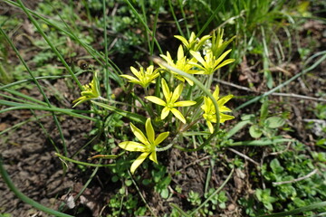Bunch of yellow flowers of least gagea in mid April