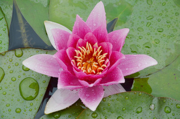 a beautiful water lily for the pond