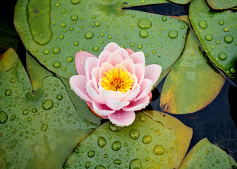 a beautiful water lily for the pond