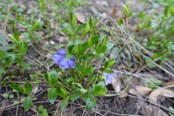 2 violet flowers of Vinca minor in mid April
