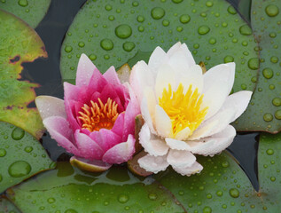 beautiful water lilies on the pond
