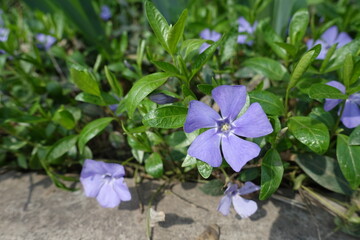 Close view of violet flowers of Vinca minor in April