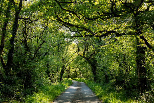 UK, Wales, Cresselly, Empty footpath in green lush forest