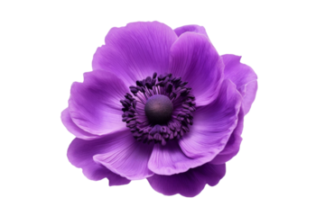 Enigmatic Beauty: A Purple Flower Unveiling Its Dark Heart on a Blank Canvas on a White or Clear Surface PNG Transparent Background..
