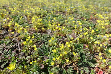 A lot of yellow flowers of ceratocephala testiculata in April