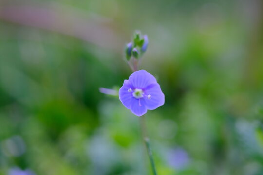 Slender speedwell or creeping speedwell (Veronica filiformis) flower anther close-up on a blurred background