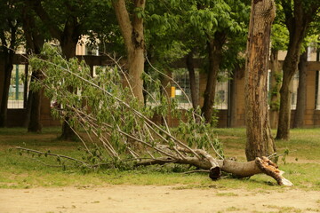 squirrel in the woods
