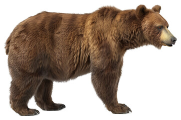 A Brown Bear isolated on a transparent background PNG