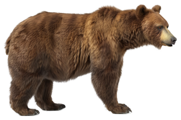 A Brown Bear isolated on a transparent background PNG