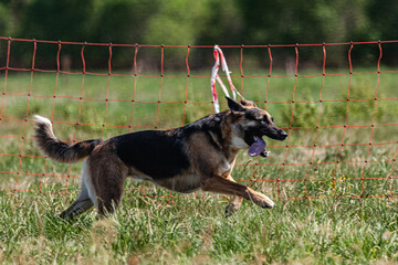 Dog running and chasing lure coursing dog sport competition