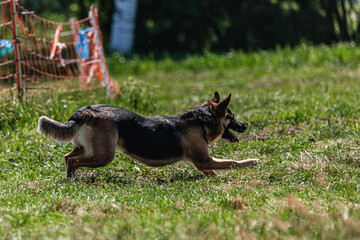 Dog running and chasing lure coursing dog sport competition