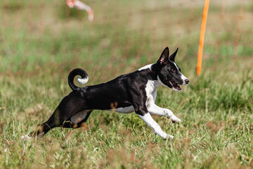 Basenji puppy black and white first time running in field on competition