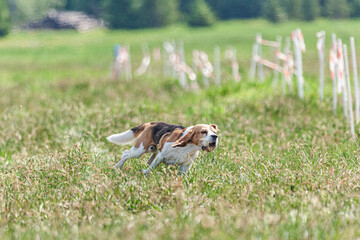 Dog running and chasing coursing lure on green field at competition