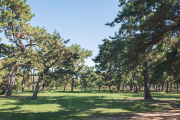 浜寺公園の風景