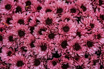 Colorful flowers in garden. HDR Image (High Dynamic Range).