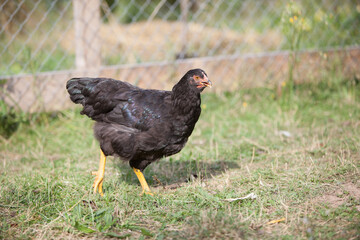 Chicken in the garden