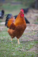 Amazing New Hempshire Red cock